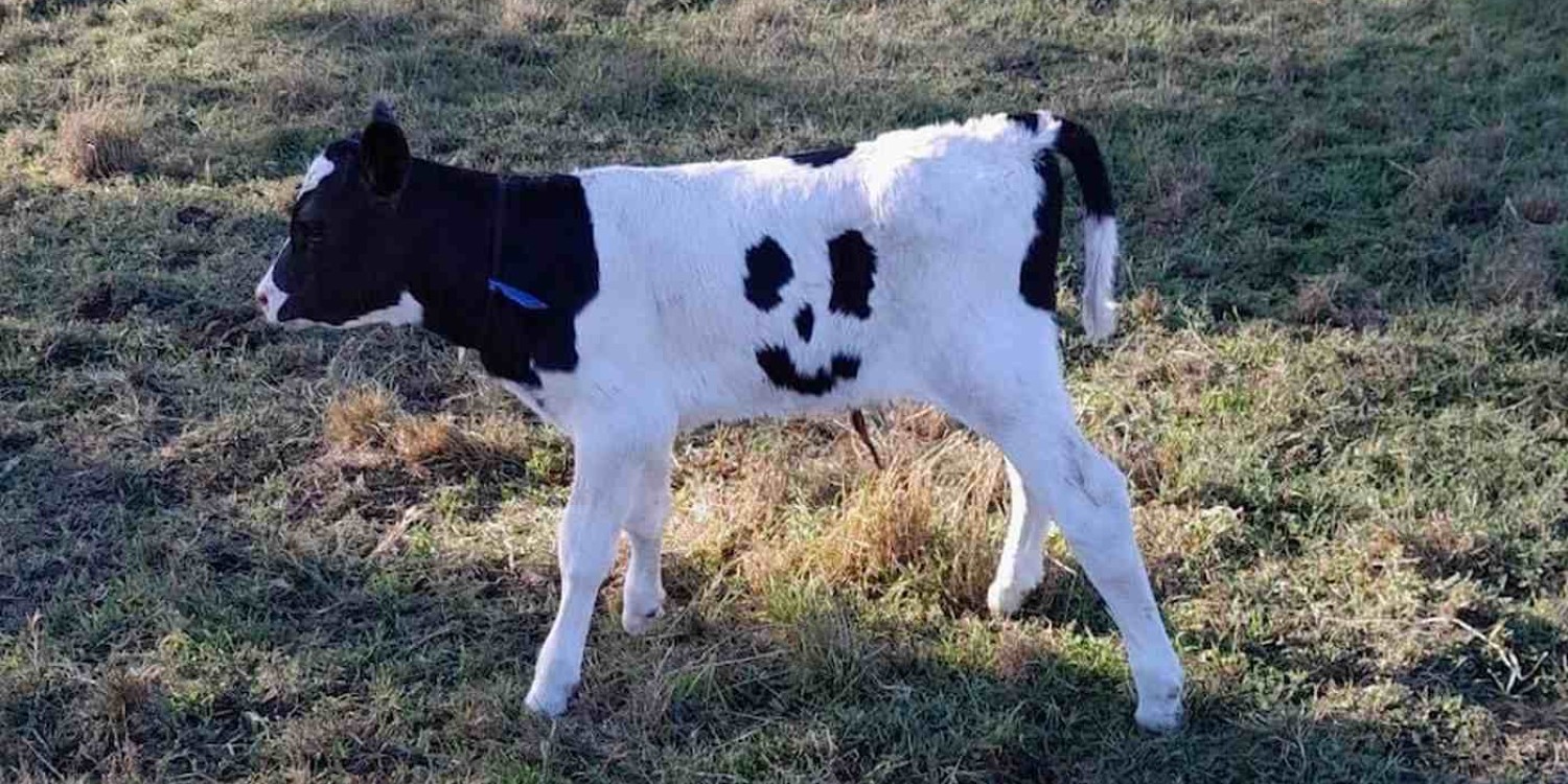 Australian Farm Is Happy About Having a Newborn Calf With Unique Markings