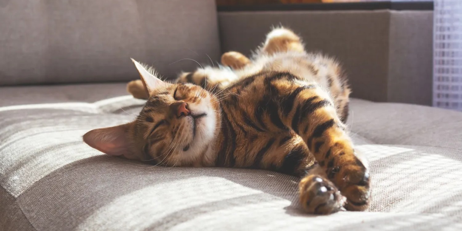 Why Do Cats Purr? The Answer Is Stranger Than You May Think